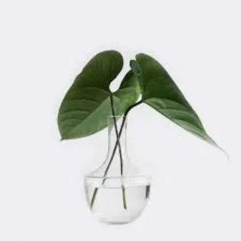 Crystal Bottle Money Plant